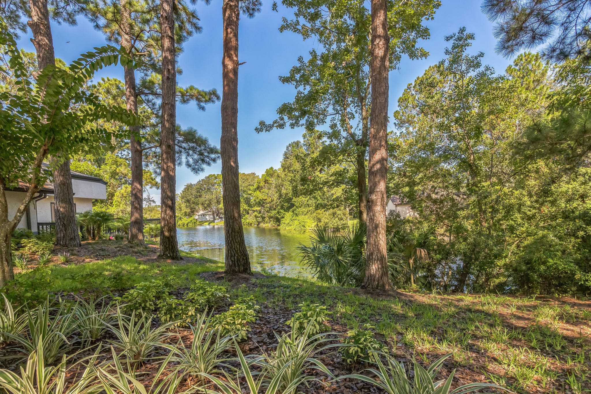 the view from the back yard of a home in the woods at The Vista Bay